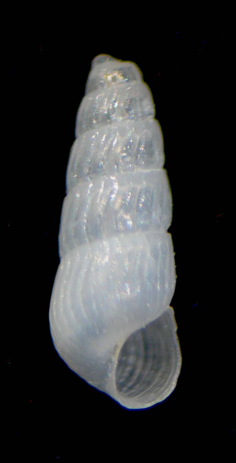 chrysallida sigmoidea